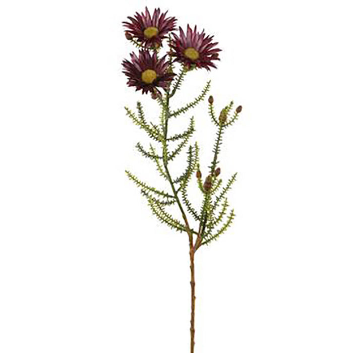 Blooming Kaaps Green Spray 24in Purple