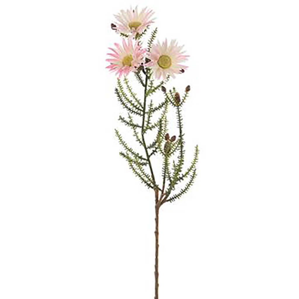 Blooming Kaaps Green Spray 24in Pink Cream
