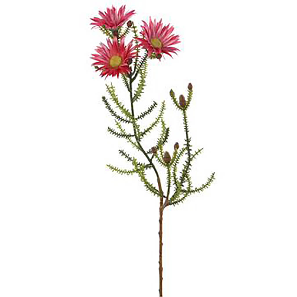 Blooming Kaaps Green Spray 24in Hot Pink
