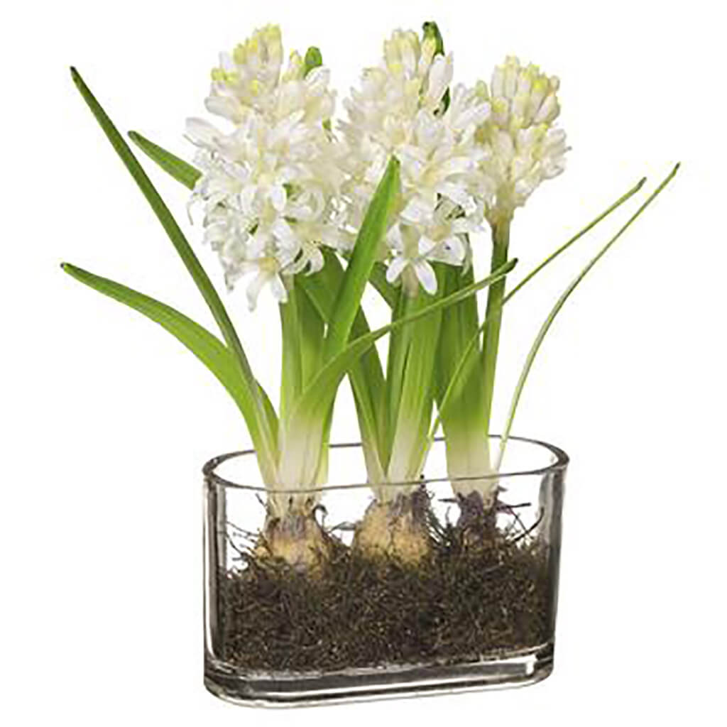 Hyacinth in Glass Vase With Bulb White, 14in