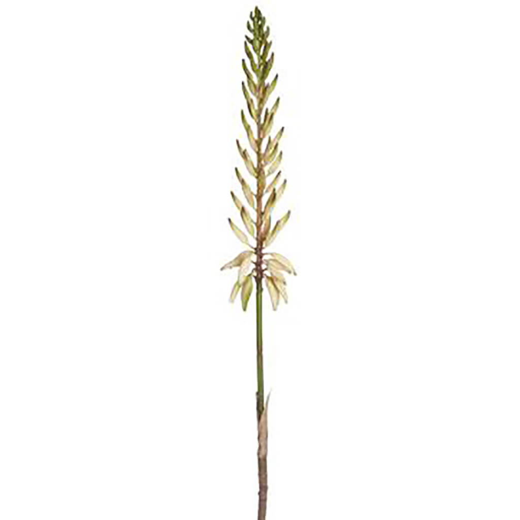 Agave Flower Spray 28in White Green
