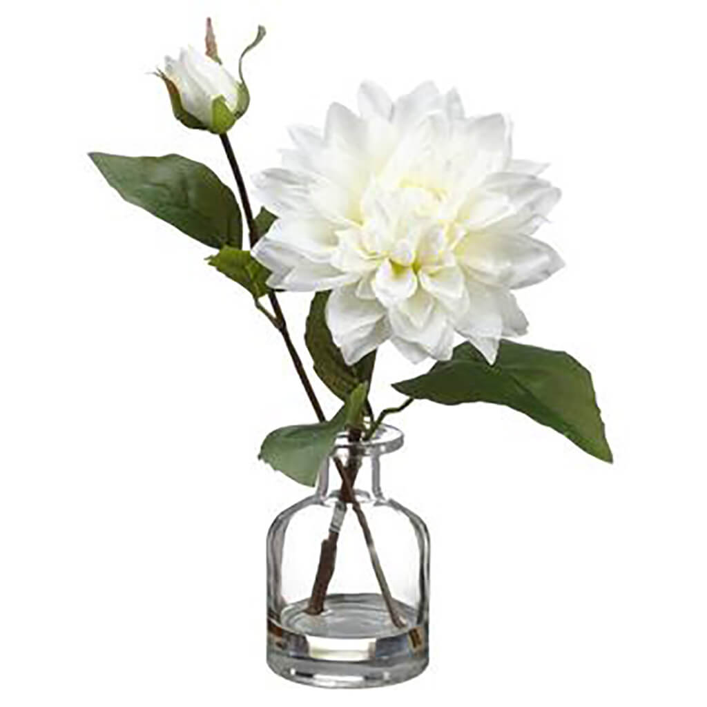 Dahlia in Glass Vase White, 10.5in