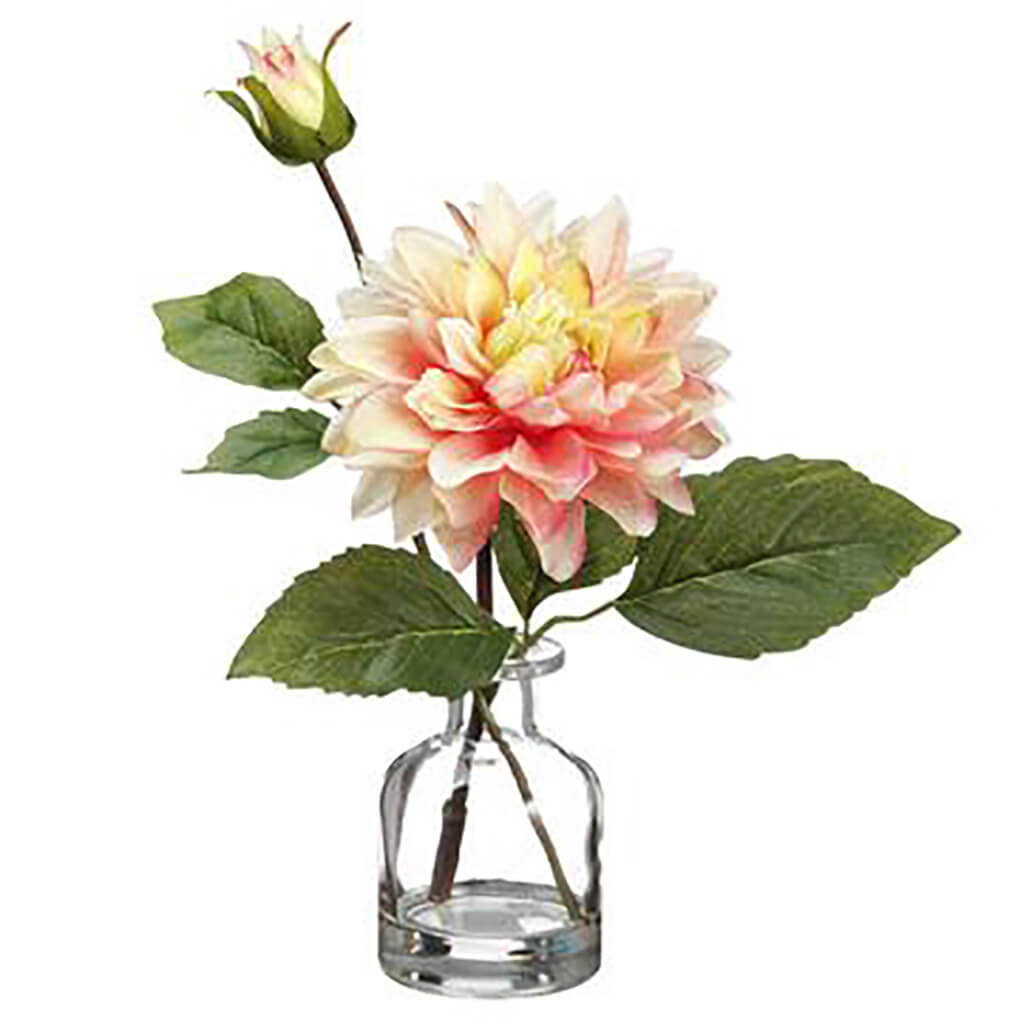 Dahlia in Glass Vase Pink Green, 10.5in