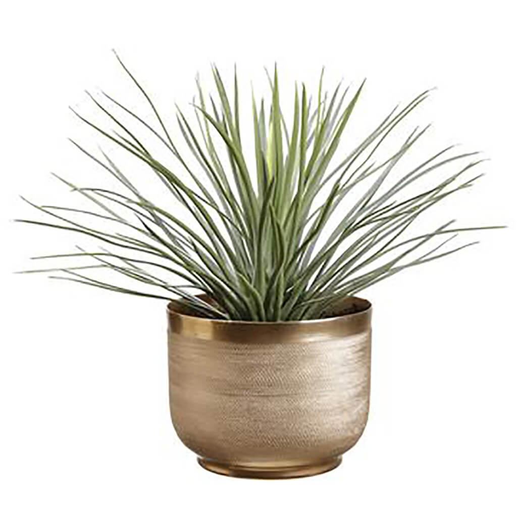 Yucca Plant In 6in Hx7.75in D Textured Planter Green Gray, 15in H x 18in W x 18in L