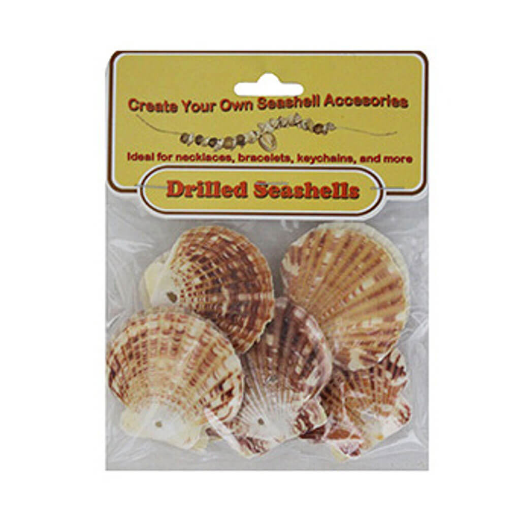 Drilled Pecten Shells With Header