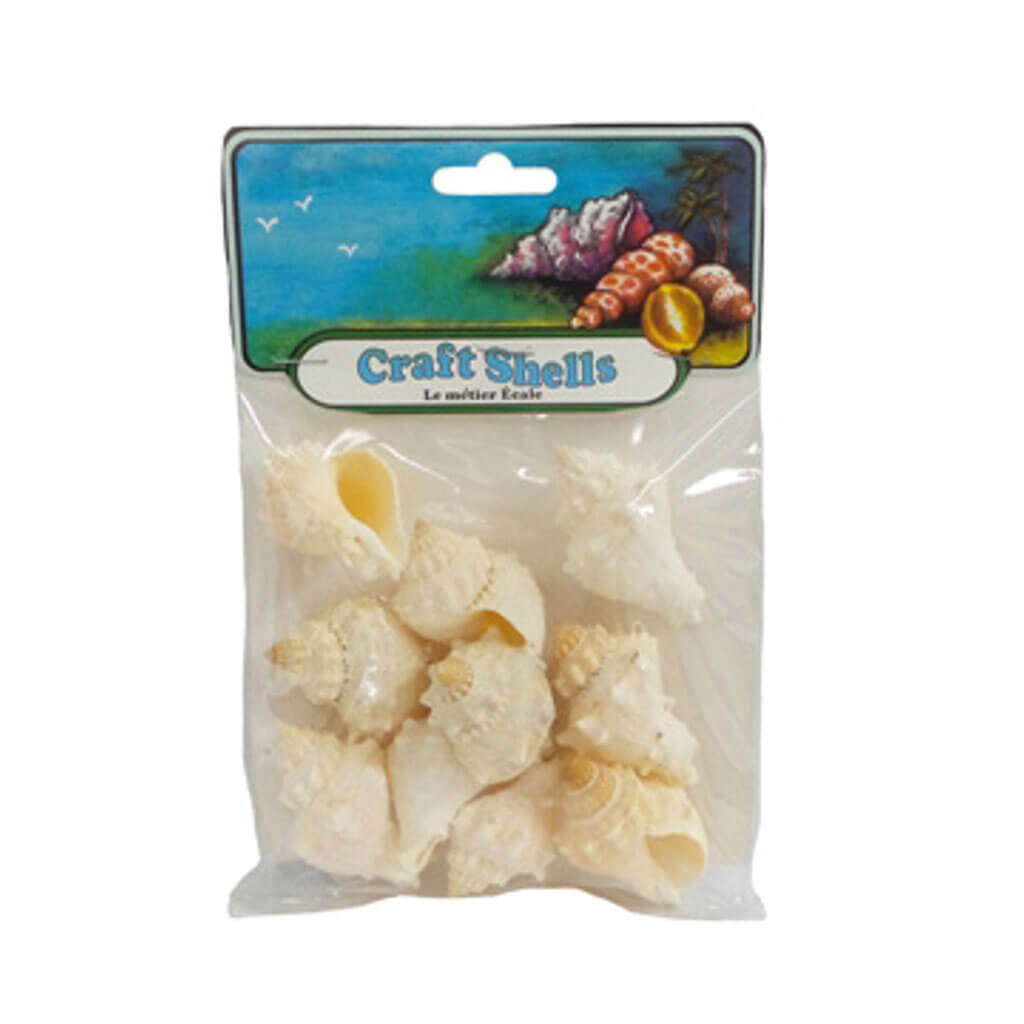 King's Crown Seashells- Craft Pack