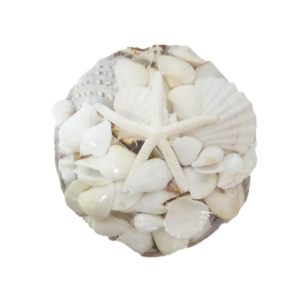 Midrib Shell Pack With White Mix &amp; White Finger Starfish, 10in