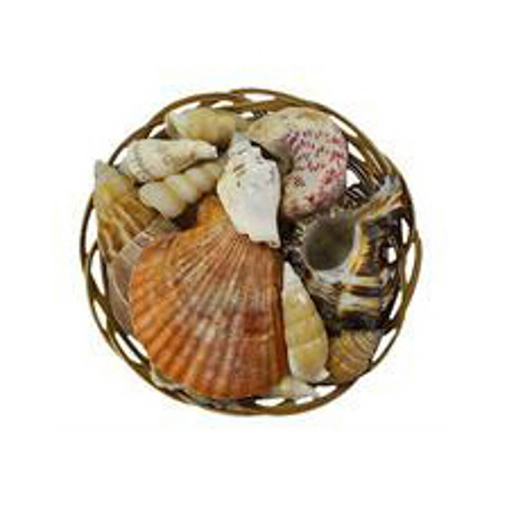 Midrib Seashells Value Pack, 5in