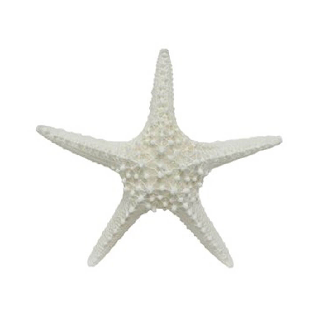 White Spiny Starfish, 6-8in