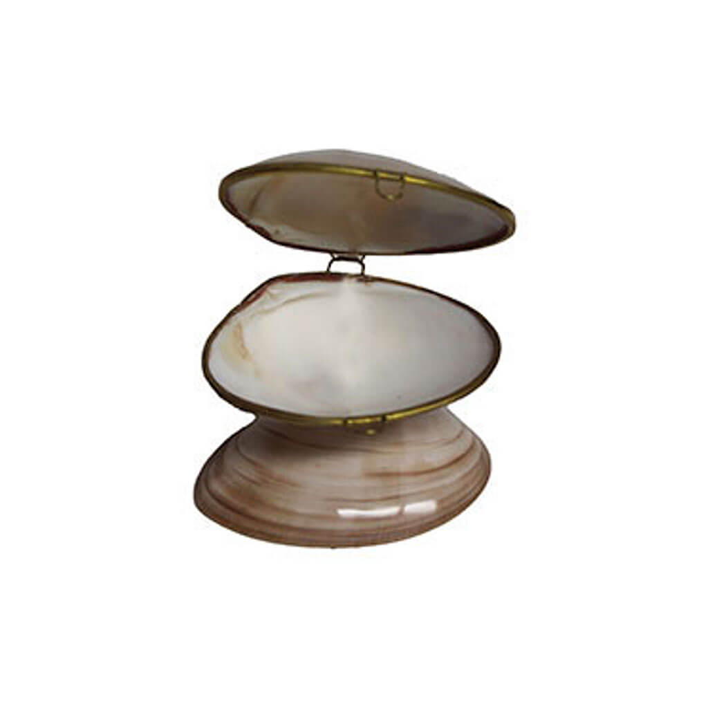 Polished Chocolate Clam Jewelry Box