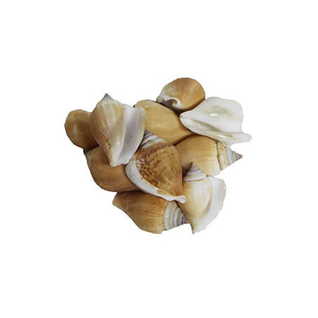 Strombus Canarium - Kilo