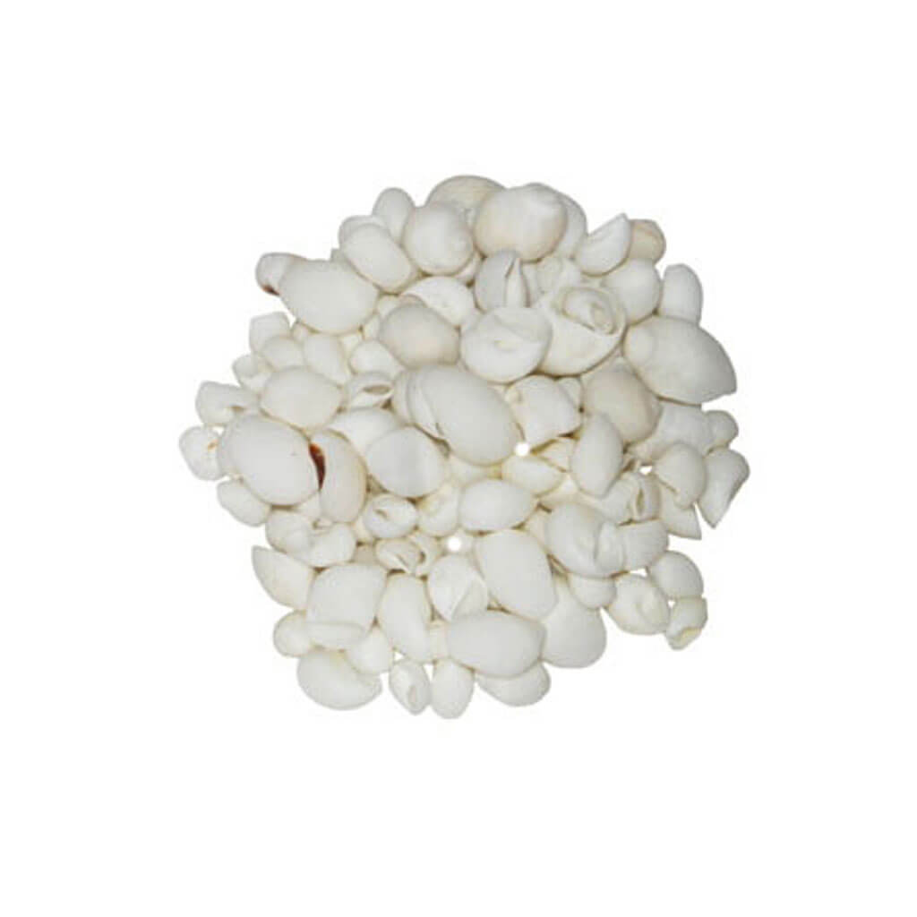 White Natica Seashells - Kilo