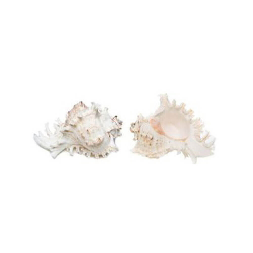 Murex Ramosus Seashells, 3-4in