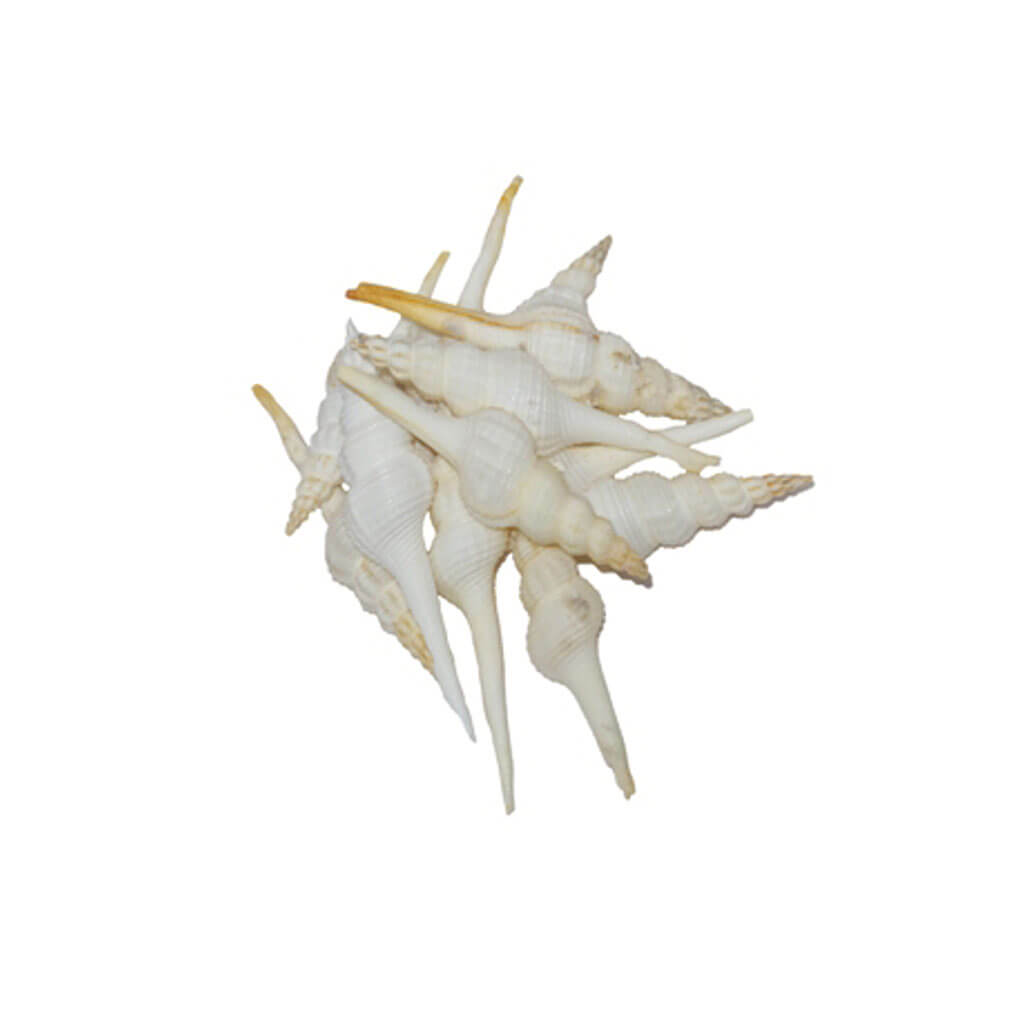 Fusinus Colus Seashells, 7-8in