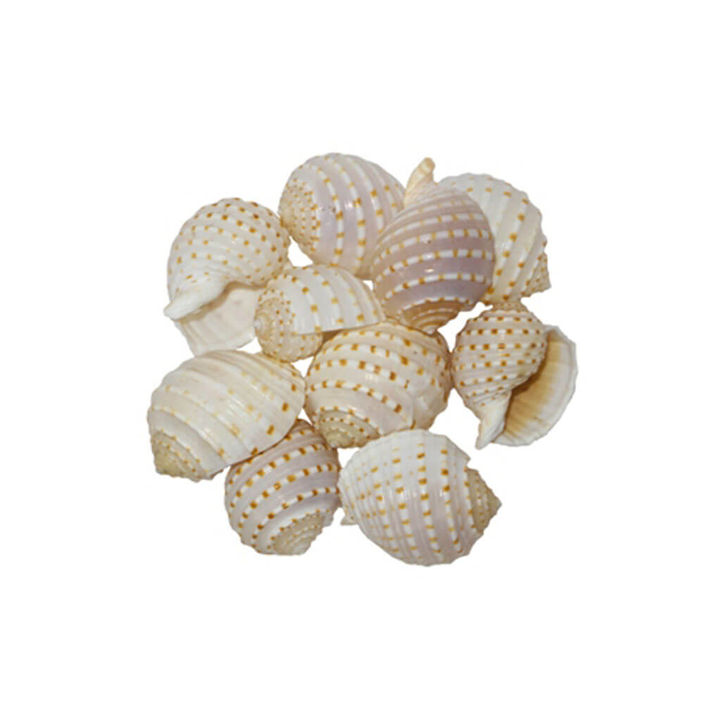 Tonna Tessalata Seashells, 4-5in