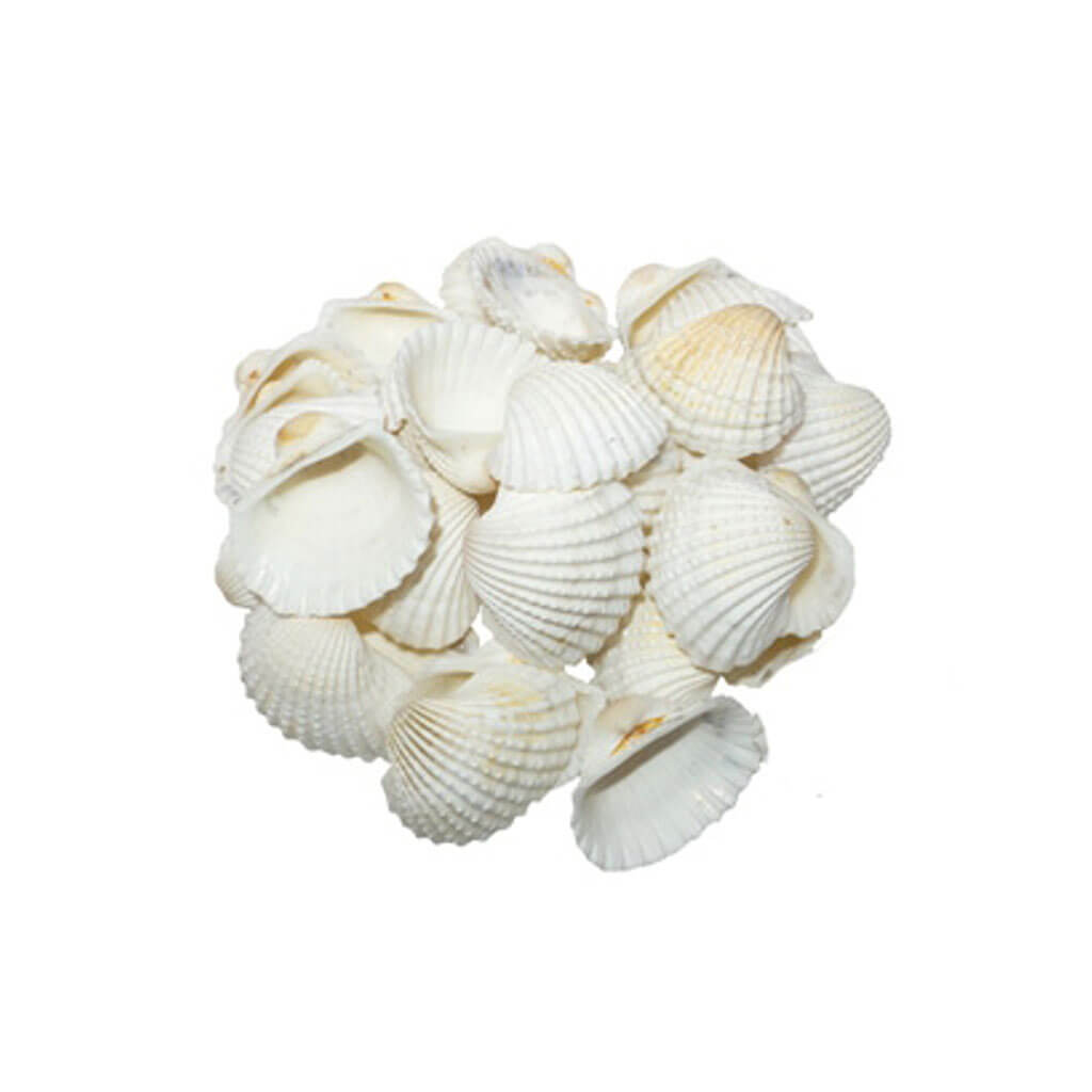 White Ark Seashells, 3-4 cm