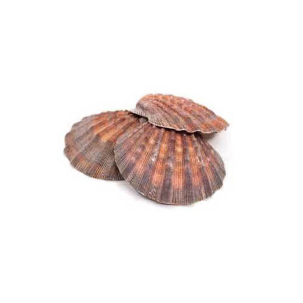 Lion's Paw Seashell, 11-12 cm-Edged