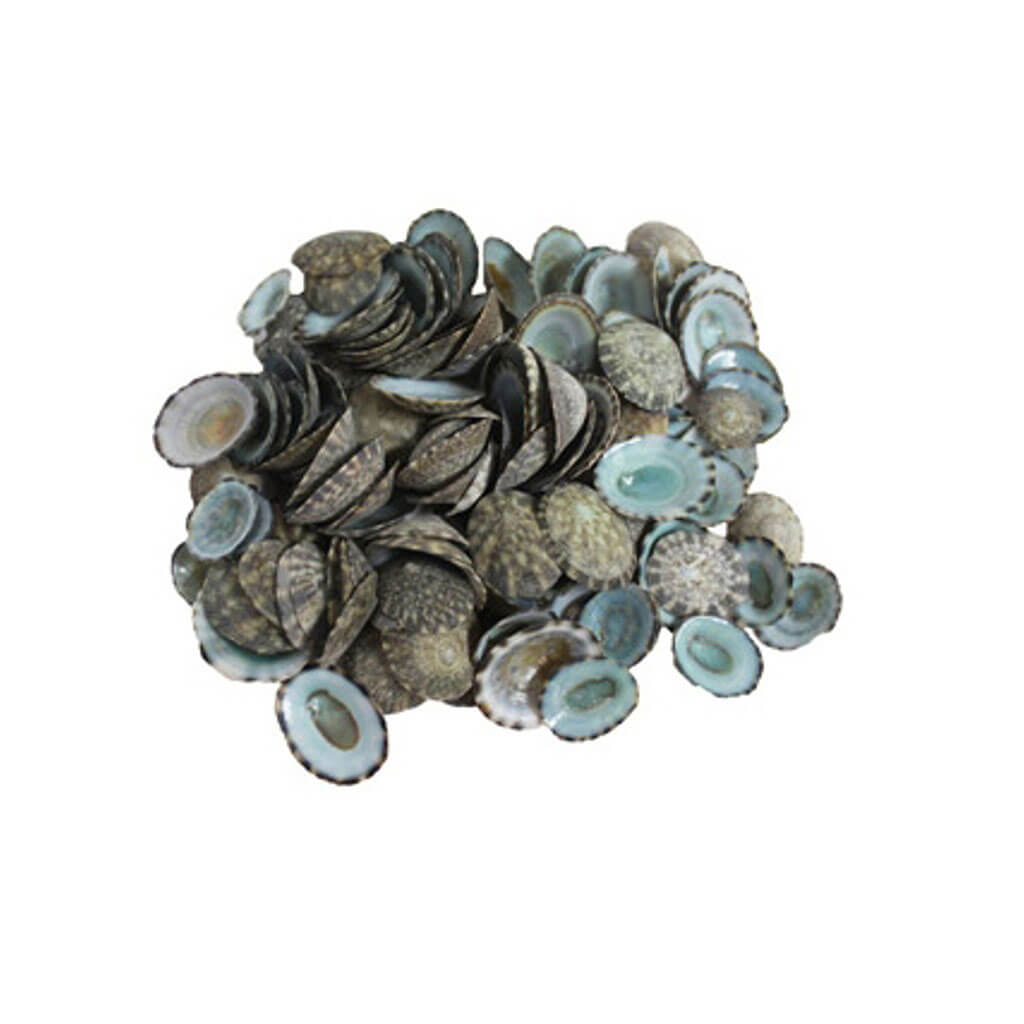 Green Limpets Seashells, 1in - Up