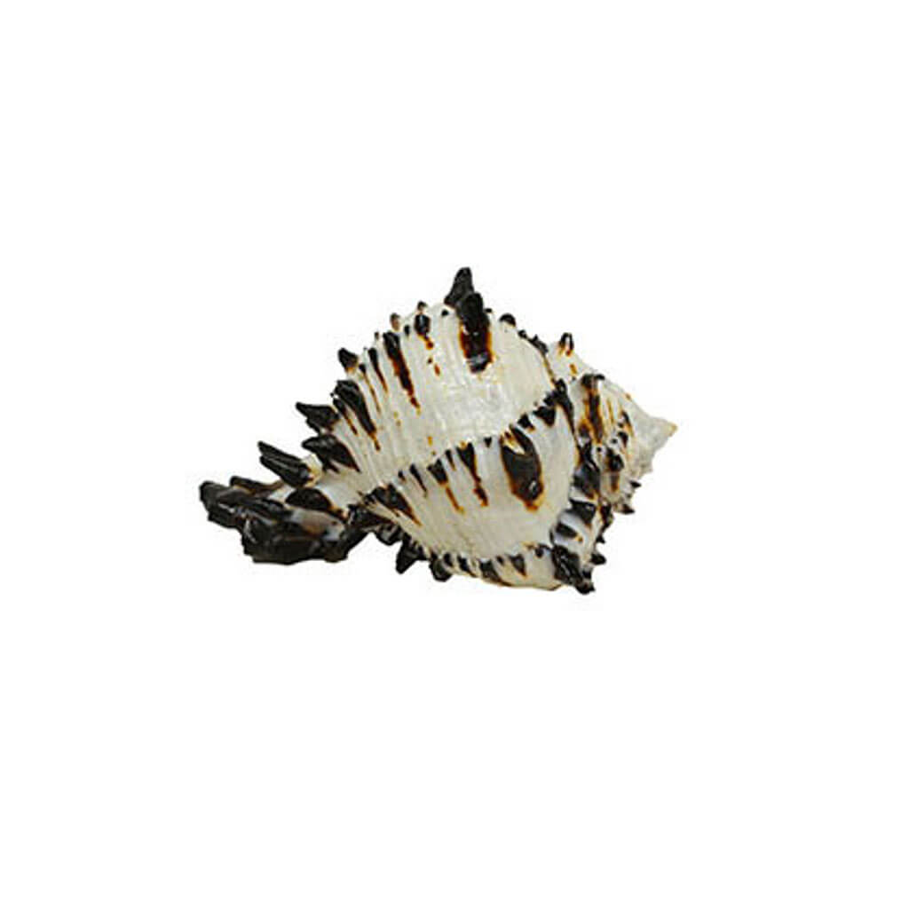 Black Murex Lacquered Seashells 14-15cm