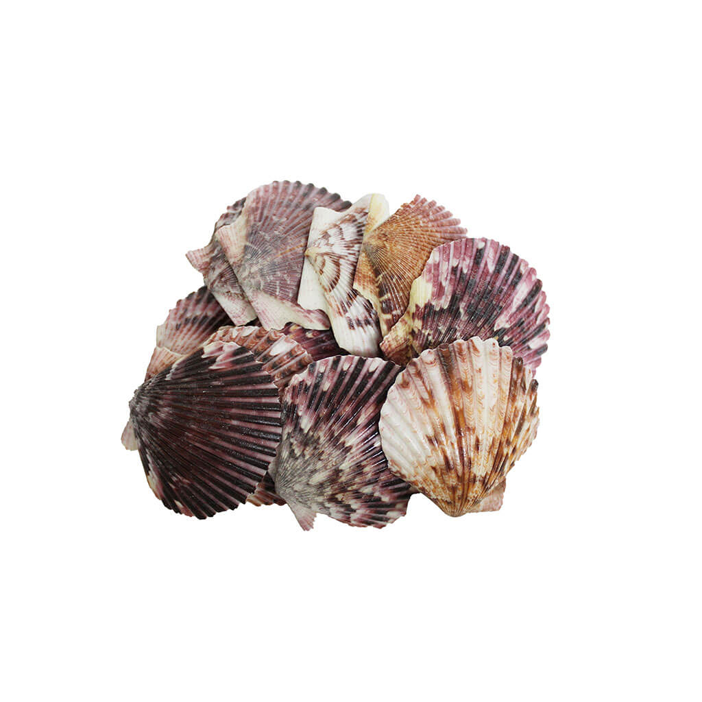 Purple Caribbean Pecten Lacquered, 10-11cm