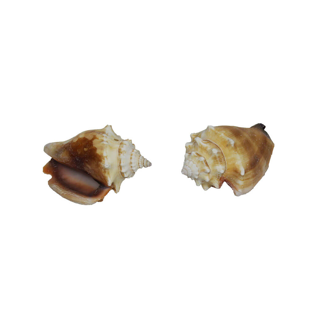 Lt Fighting Conch, 8-9cm