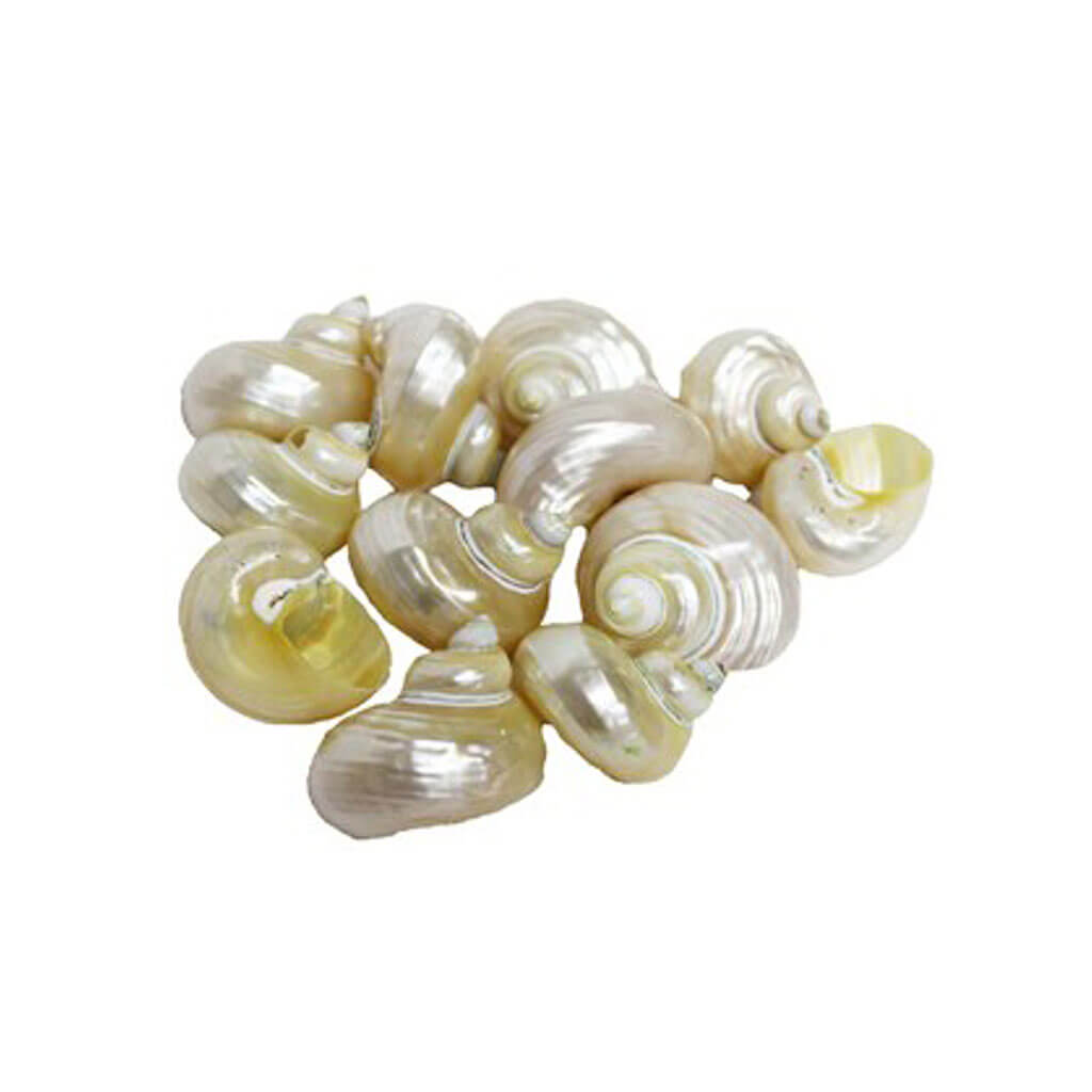 Pearlized Goldmouth Turbo Seashells, 3-4cm