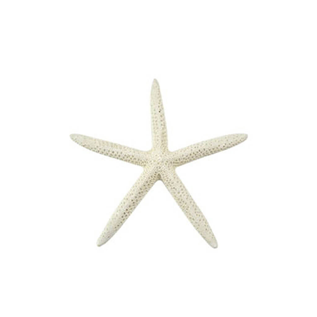 White Finger Starfish, 9-10in