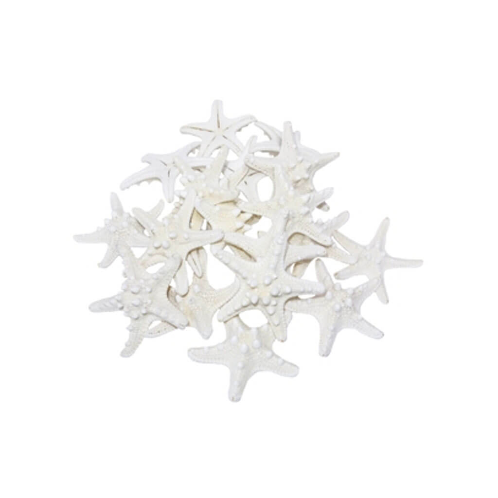 White Armoured Starfish, 7-8in