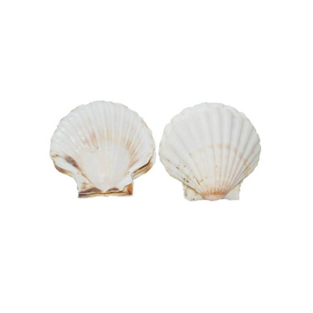 Irish Deep Seashells, 15-16cm