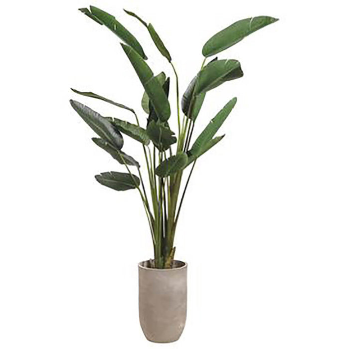 Birds of Paradise in Planter, 8ft