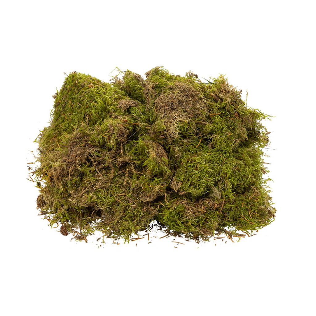 Bulk Sheet Moss Natural