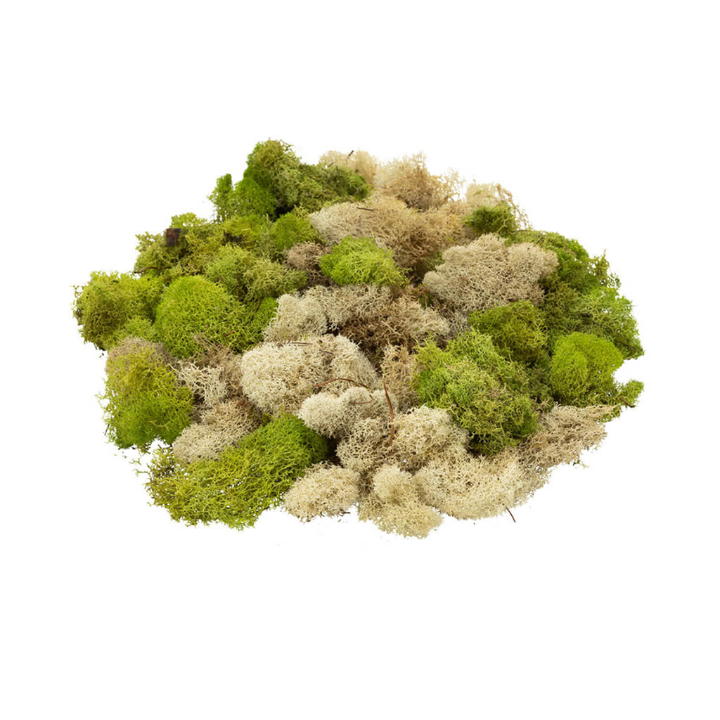Reindeer Moss Natural &amp; Spring Green