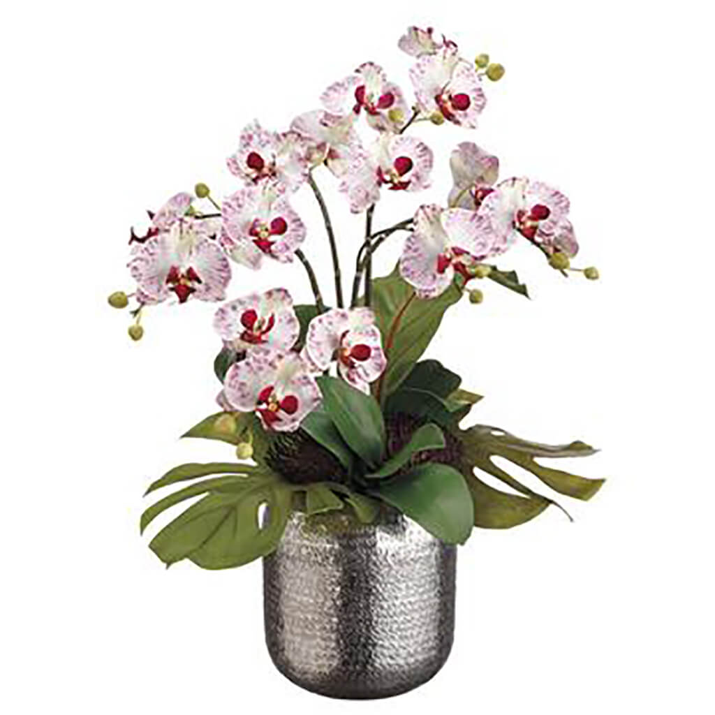 Bird's Nest Leaf/Phalaenopsis in Silver Ball White Orchid, 25in H x 18in W x 23in L