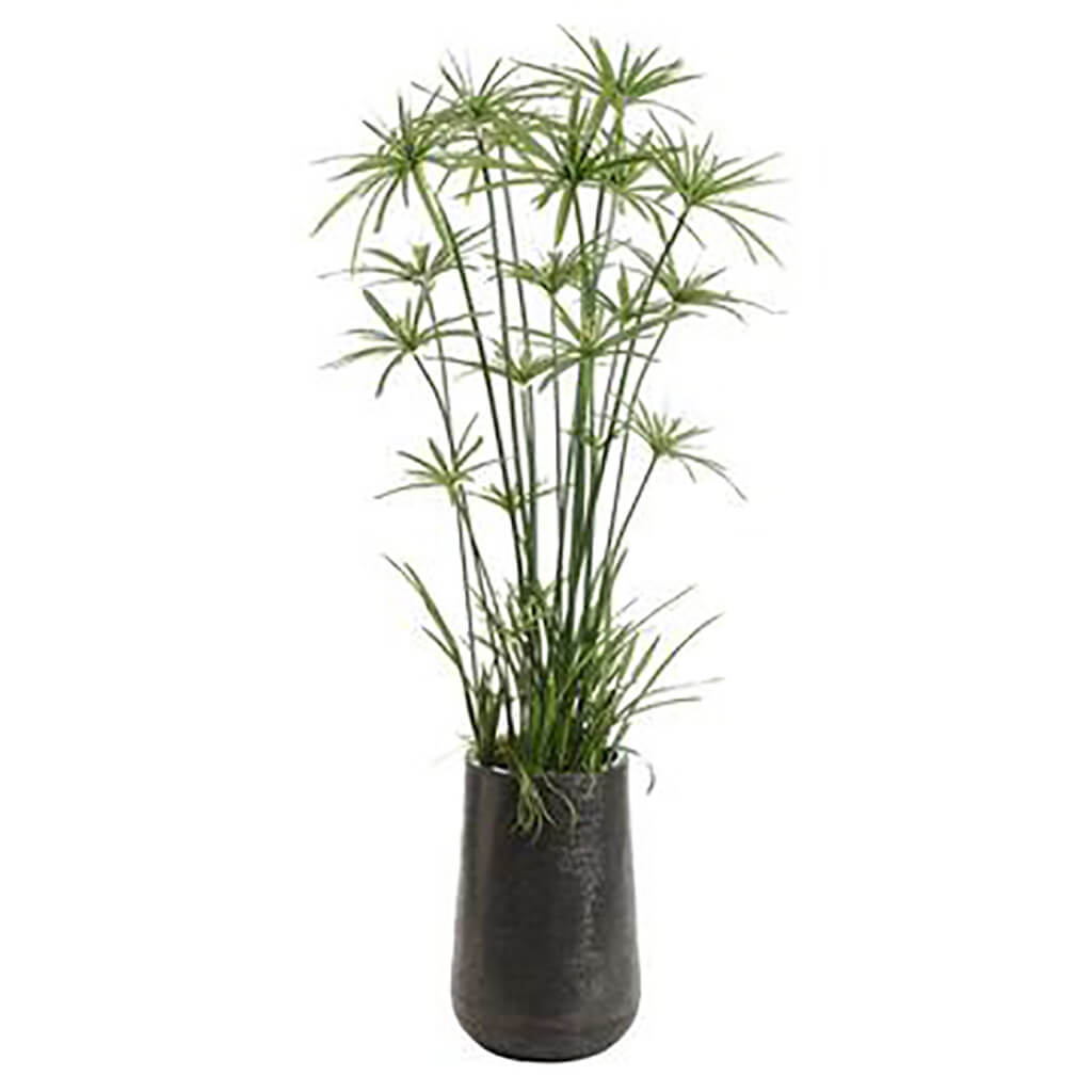 Cypress Grass Tree in Textured Planter, 80in