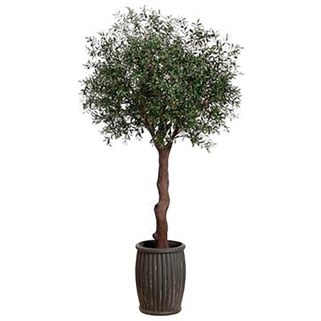 Olive Tree in Fiber Cement Planter Green, 10ft