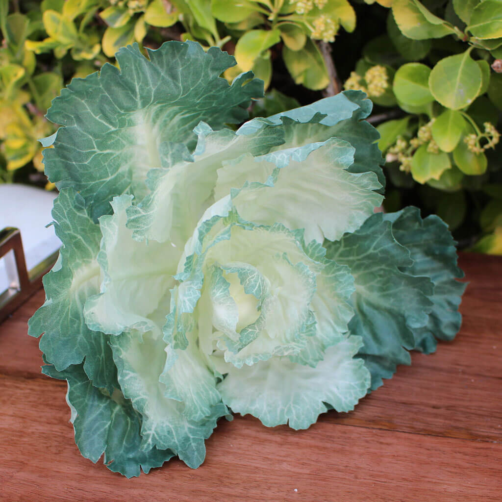 Head Of Green Cabbage