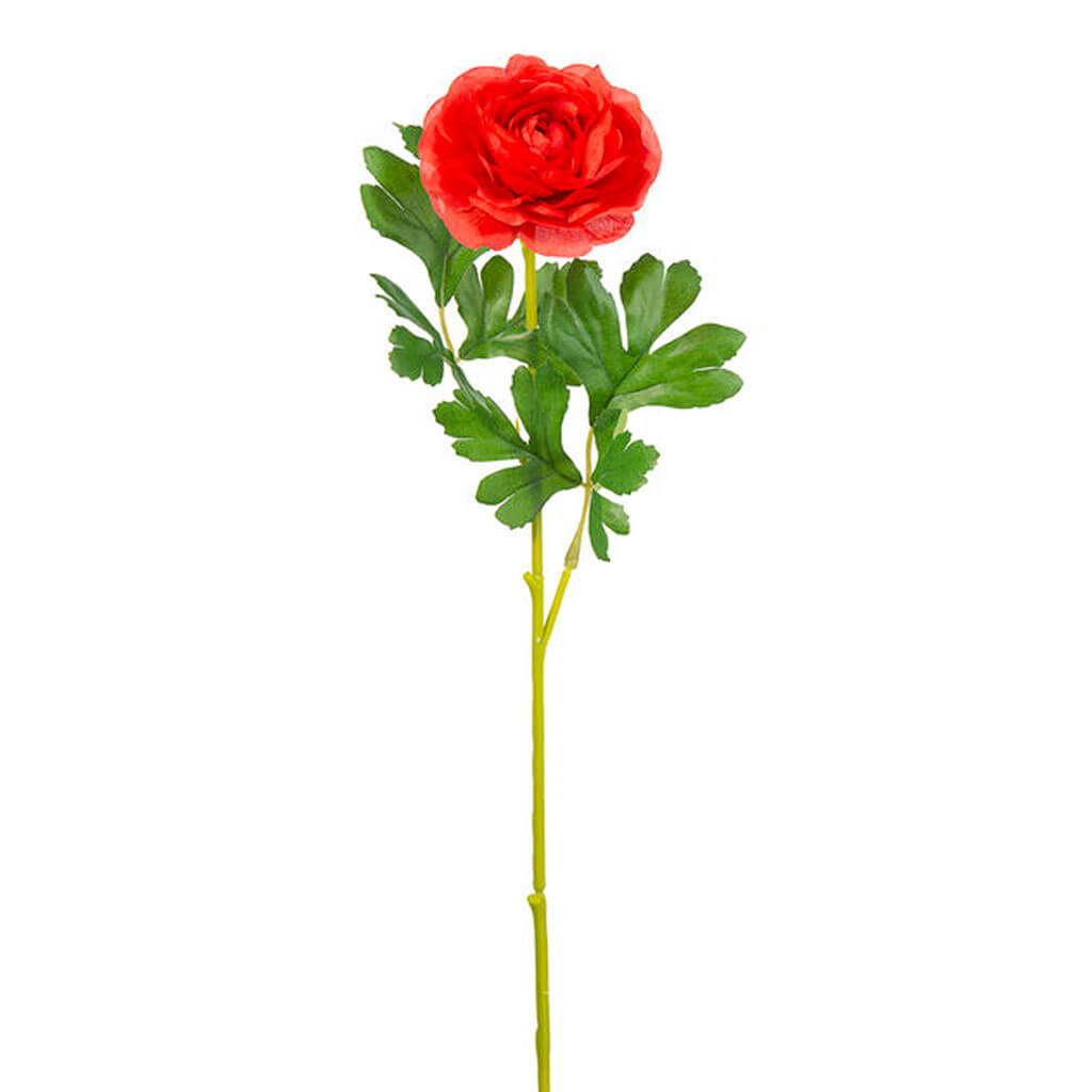 Red Ranunculus Stem, 16in