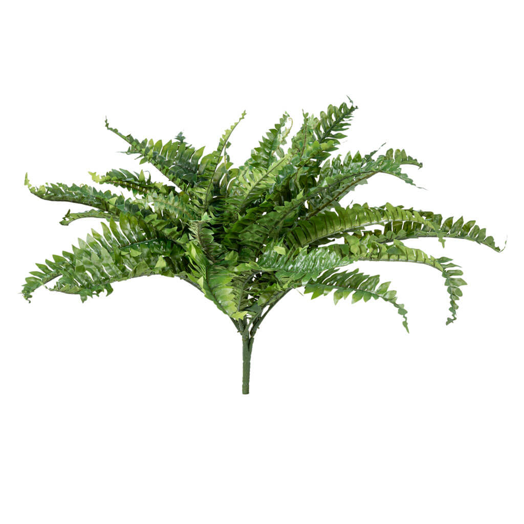 Boston Fern Bush, 22in