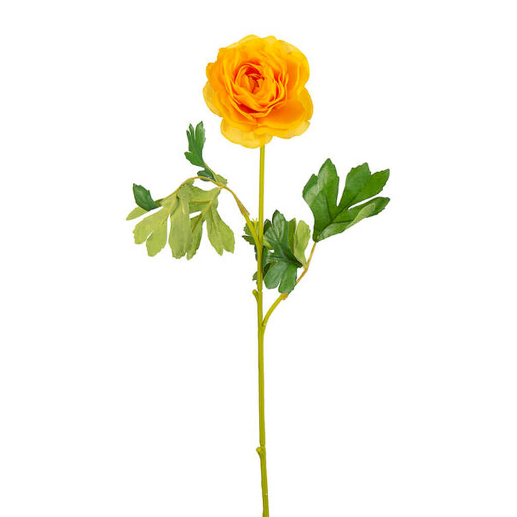 Yellow Ranunculus Stem, 16in