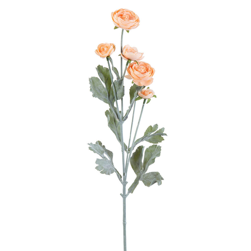 Peach Ranunculus Stem, 27in