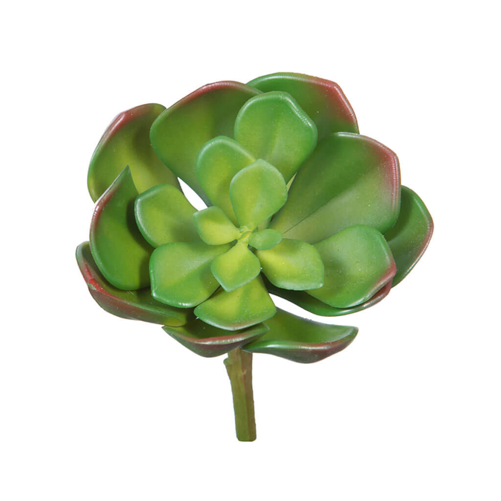 Green Echeveria Succulent Pick, 6in