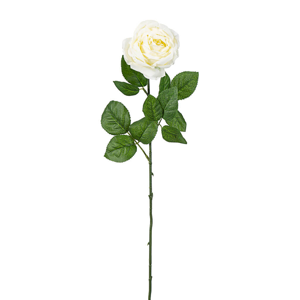 Cream Cabbage Rose Stem, 29in