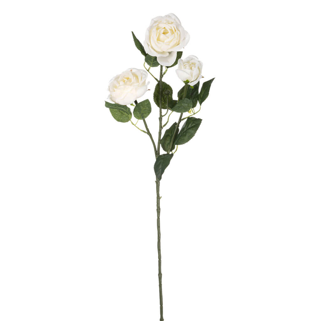 Cream Cabbage Rose Stem, 31in