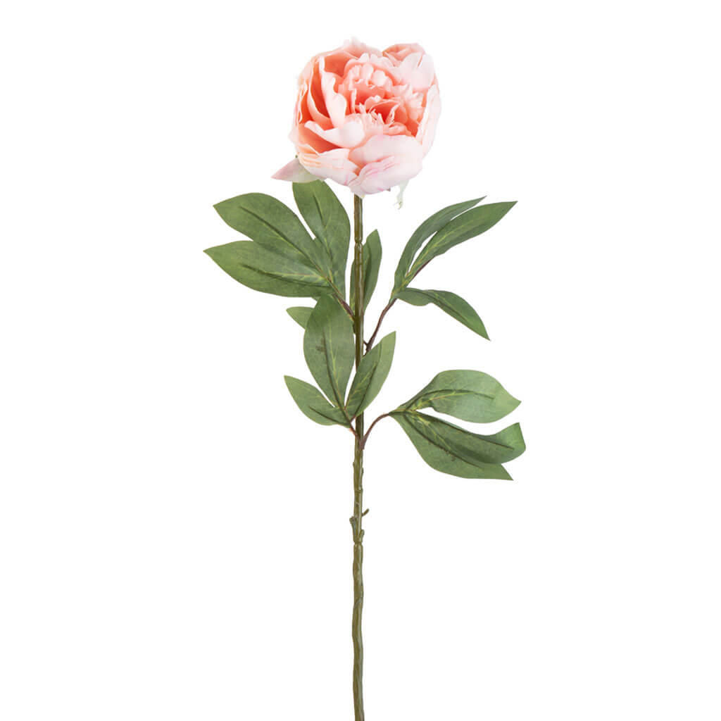 Pink Peony Stem, 32in