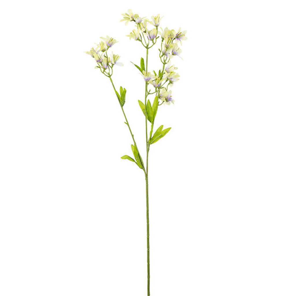 Green Grey Tweedia Spray, 30in