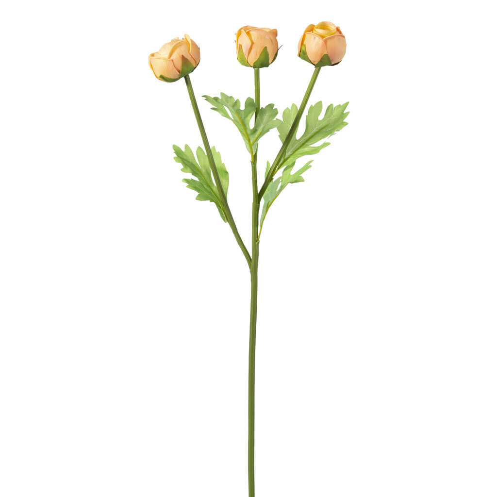 Peach Ranunculus Stem, 24.5in