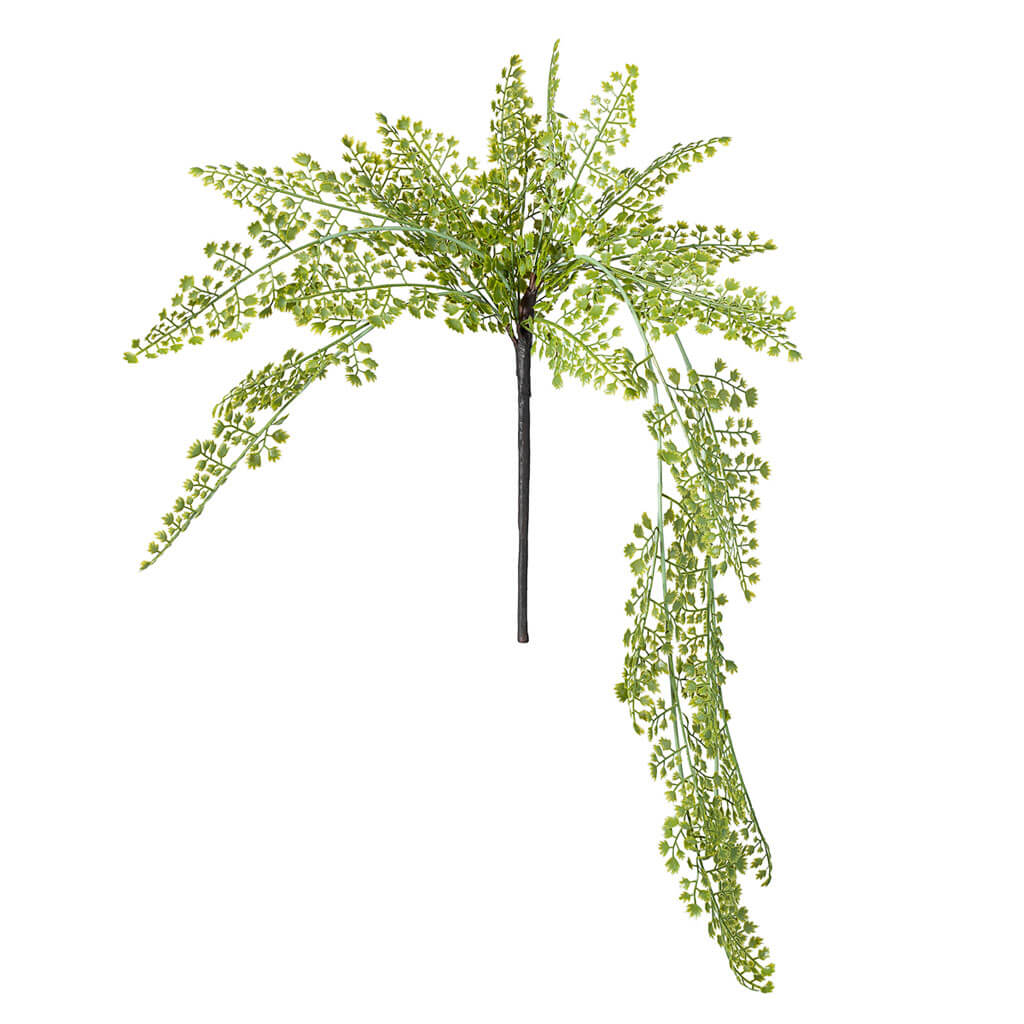 Hanging Maiden Hair Fern Bush, 33in