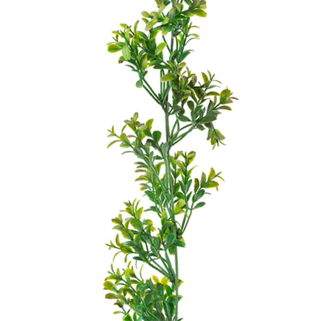 Boxwood Garland, 72in