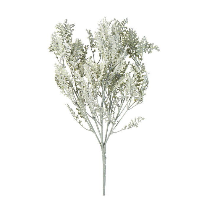 Dusty Miller Bush, 22.5in