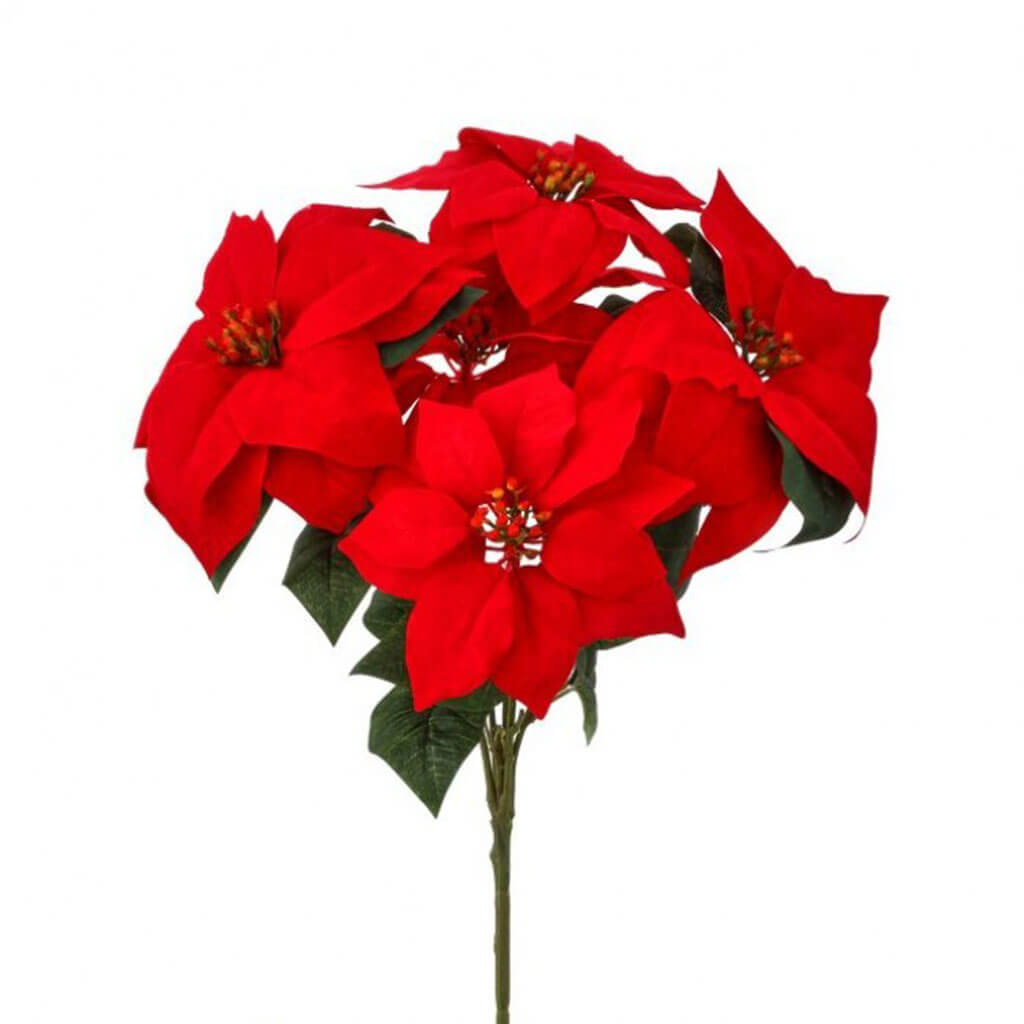 Poinsettia Bush Red Gold 18in